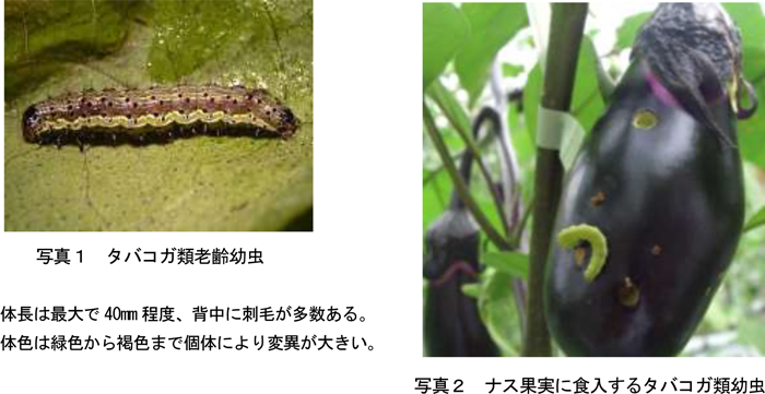 写真1：タバコガ類老齢幼虫。体長は最大で40mm程度、背中に刺毛が多数あり、体色は緑色から褐色まで個体により変異が大きい、写真2：ナス果実に食入するタバコガ類幼虫（提供：京都府病害虫防除所）