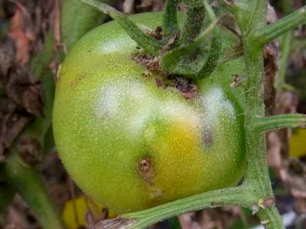 幼虫によるトマトの被害果（写真提供：熊本県農業研究センター生産環境研究所）