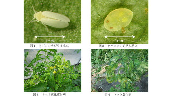 【注意報】トマト、ミニトマト、なすに「コナジラミ類」県北部地域で多発のおそれ　徳島県