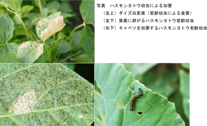 写真：ハスモンヨトウ幼虫による加害 （左上）ダイズ白変葉。若齢幼虫による食害 （左下）葉裏に群がるハスモンヨトウ若齢幼虫 （右下）キャベツを加害するハスモンヨトウ老齢幼虫（提供：滋賀県病害虫防除所）