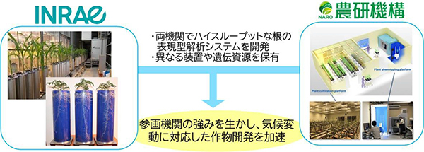 INRAEと農研機構が発起人となり、国際研究ネットワークRhizoNETを設立
