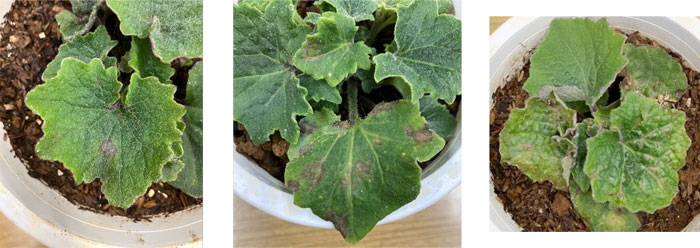 左から、図1：葉に生じたえそ症状①、図2：葉に生じたえそ症状②、図3：退緑を伴った葉の萎縮症状（提供：神奈川県農業技術センター）