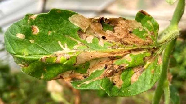 幼虫によるトマトの被害葉（写真提供：熊本県農業研究センター生産環境研究所）