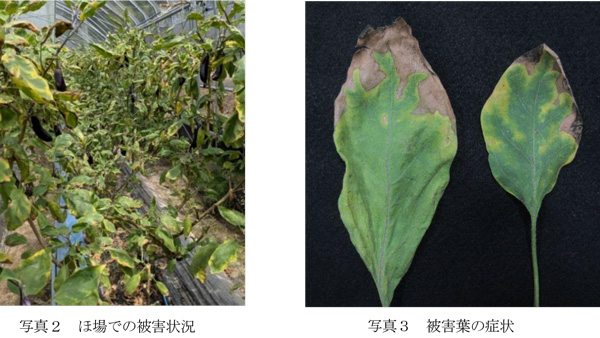 写真2：ほ場での被害状況、写真3：被害葉の症状（提供：福岡県病害虫防除所）