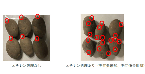 ジャガイモのエチレン処理技術　２.jpg