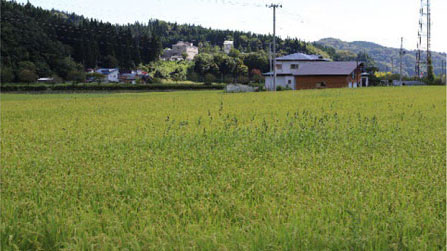 タイヌビエのゲノムを高精度解読　除草剤に抵抗性を持つ水田の雑草タイヌビエの高精度ゲノム解読に成功s.jpg