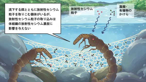 水生昆虫への放射性セシウム粒子の移行を解明　国立環境研究所など