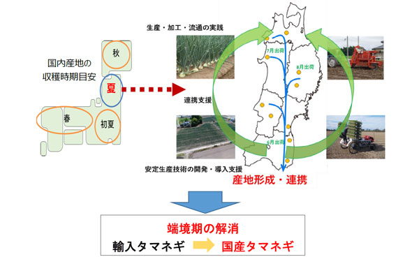 産地形成・連携による端境期の国産タマネギの供給