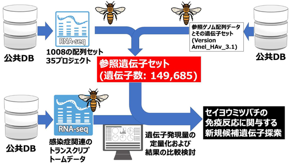 公共データベースからの「ミツバチ参照遺伝子セット」構築　広島大学
