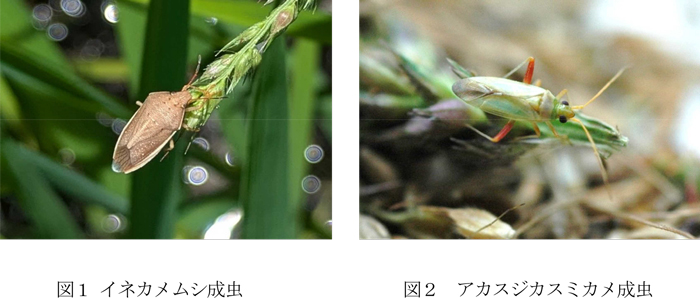 図1：イネカメムシ成虫と図2：アカスジカスミカメ成虫（提供：静岡県病害虫防除所）
