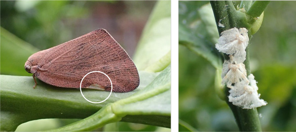 左から、図1：成虫と前翅の丸みを帯びた三角形の白斑、図2：幼虫（提供：愛知県農業総合試験場）