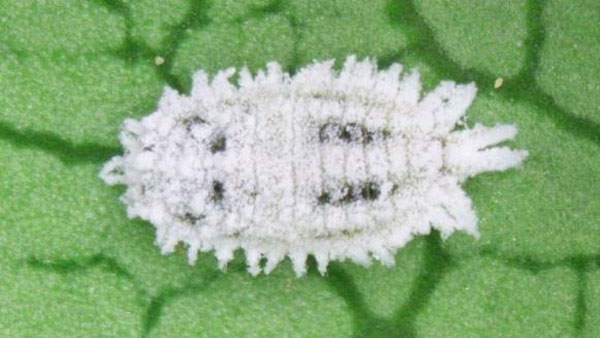 写真1：クロテンコナカイガラムシ雌成虫（背中に特徴的な黒斑）（写真提供：和歌山県農作物病害虫防除所）