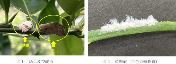 左から、図1：幼虫及び成虫、図2：産卵痕（白色の蝋物質）（提供：徳島県）