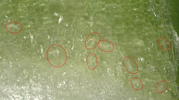 写真3：ニラ葉（基部）に寄生するフシダニ類（写真提供：高知県病害虫防除所）