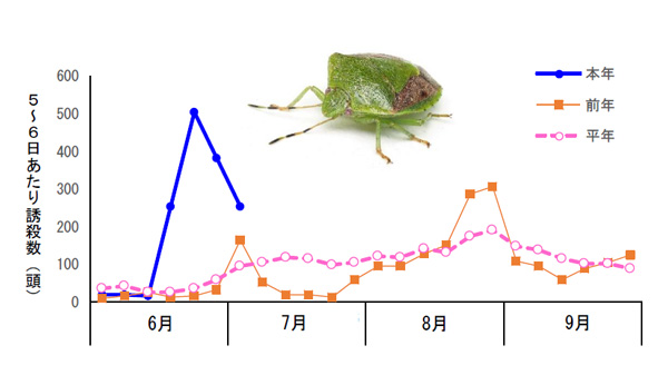 紀の川市粉河の予察灯におけるチャバネアオカメムシの誘殺消長（写真提供：和歌山県農作物病害虫防除所）