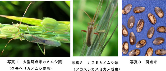 写真1：大型斑点米カメムシ類（クモヘリカメムシ成虫）、写真2：カスミカメムシ類（アカスジカスミカメ成虫）、写真3：斑点米（提供：千葉県農林総合研究センター）
