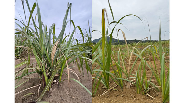図2：芯枯れの被害茎（提供：鹿児島県病害虫防除所、2月20日撮影）