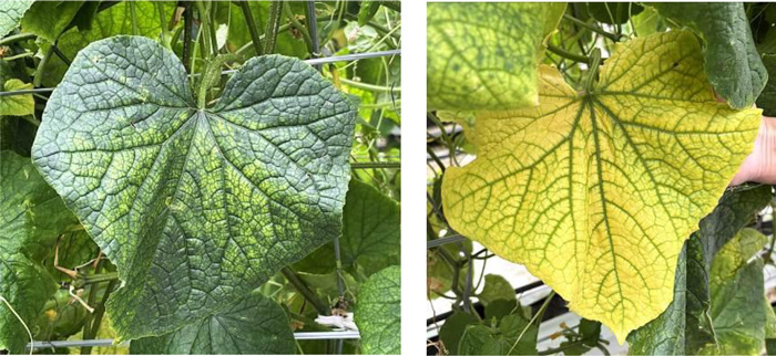 左から、図3：キュウリ葉の退緑斑、図4：キュウリ葉の黄化（提供：三重県）