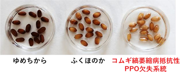 図：PPO活性の評価（PPO活性が高いほど検査試薬で濃く染まる）