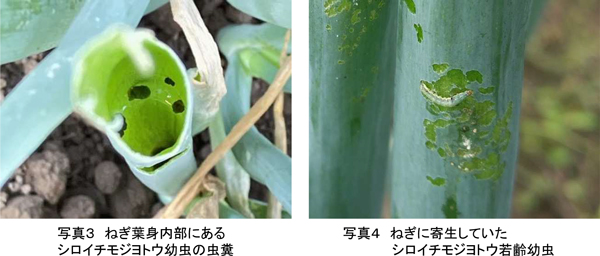 写真3：ねぎ葉身内部にあるシロイチモジヨトウ幼虫の虫糞（赤で囲んだ部分）と写真4：ねぎに寄生していたシロイチモジヨトウ若齢幼虫（赤で囲んだ部分）（提供：宮城県病害虫防除所）