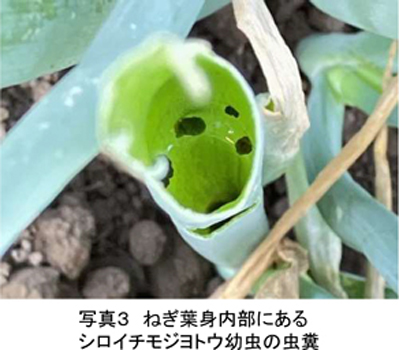 写真3：ねぎ葉身内部にあるシロイチモジヨトウ幼虫の虫糞（赤で囲んだ部分）（提供：宮城県病害虫防除所）
