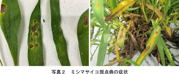 写真2：ミシマサイコ斑点病の症状 （提供：熊本県病害虫防除所）