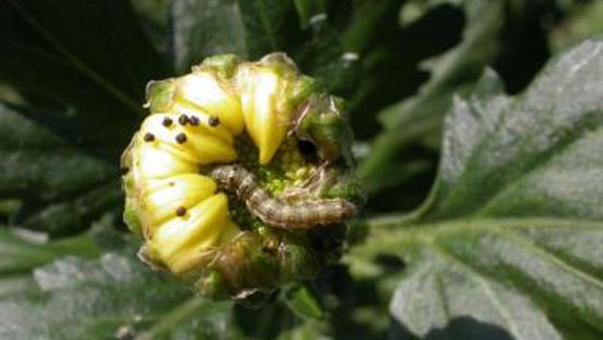 写真1：キクを食害するオオタバコガ幼虫（提供：福島県病害虫防除所）
