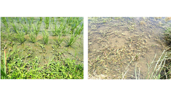 【特殊報】水稲にナガエツルノゲイトウ　県内で初めて確認　愛知県.jpg
