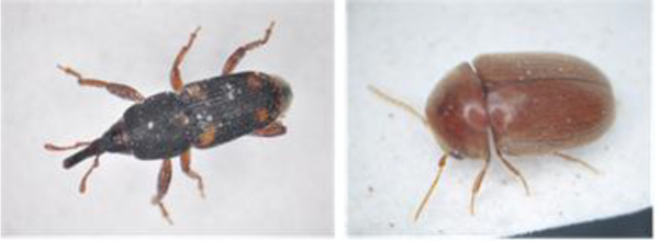 図2：供試虫として用いた低酸素耐性の高い2種類の貯穀害虫