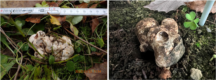 ホンセイヨウショウロを共生させた苗木を植栽した後に発生した子実体。京都府内試験地で発生（左）と茨城県内試験地で発生