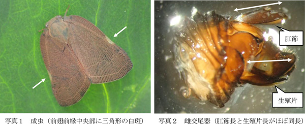 写真1：成虫（前翅前縁中央部に三角形の白斑）、写真2：雌交尾器（肛節長と生殖片長がほぼ同長）（提供：茨城県病害虫防除所）