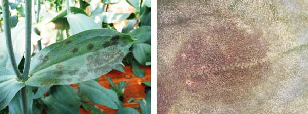 左から、図1：黒色のすす状病斑、図2：病斑上に生じた小黒点（提供：秋田県病害虫防除所）