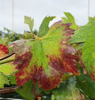 図2：葉の紅葉症状（2018年9月）（提供：愛知県農業総合試験場）