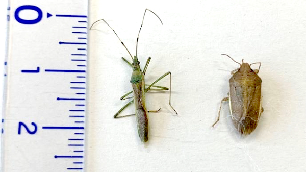 クモヘリカメムシ成虫（左）とイネカメムシ成虫（写真提供：千葉県農林総合研究センター）