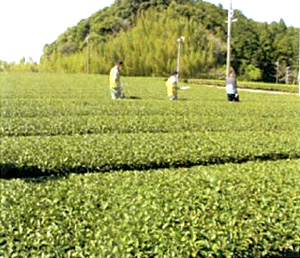 実証実験を行う生産茶園（御前崎市）