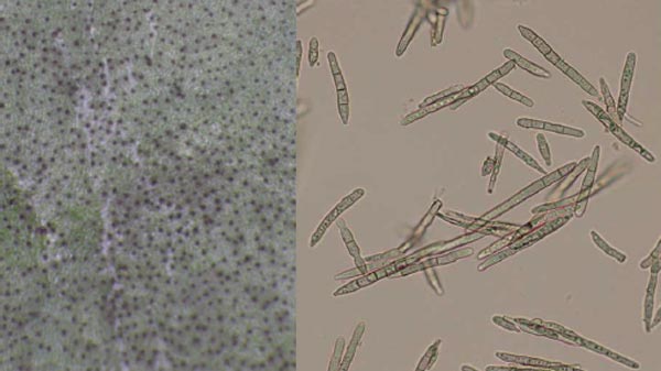 【特殊報】トルコギキョウ斑点病　津軽地域で確認　青森県