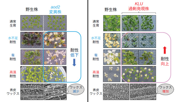 ワックス量の調整で植物の乾燥・塩・高温耐性を増強させる仕組みを発見　東京農大