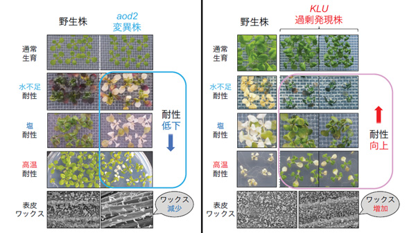 図1：aod2変異株とKLU過剰発現株の水不足・塩・高温耐性評価