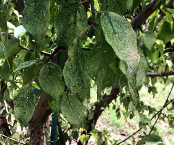 ウメにおけるモモヒメヨコバイの吸汁加害による葉の白化症状（写真提供：熊本県病害虫防除所）