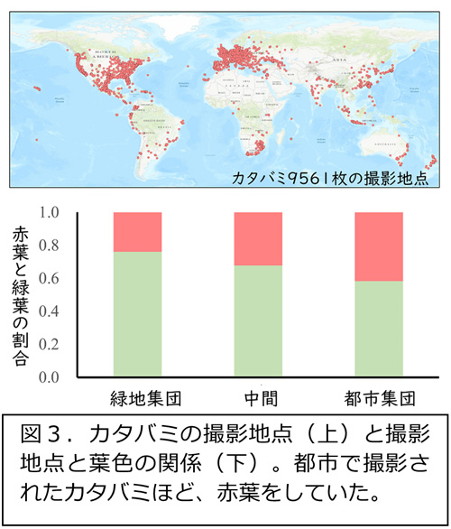 カタバミの撮影地点