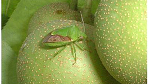 チャバネアオカメムシの成虫