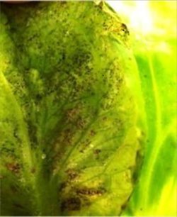 図6：レタスの被害葉（写真提供：沖縄県植物防疫協会）