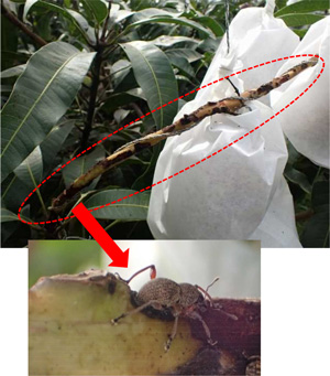 図5：マンゴー果房の食害痕と果房上成虫