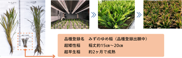 通常の5分の1の背丈で高密度栽培可能な「みずのゆめ稲