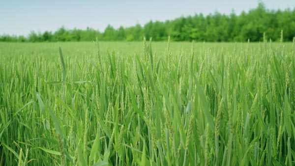 ムギ類に赤かび病　県内全域で確認　愛知県