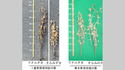 収量高く豆腐に利用できるダイズ新品種「そらみずき」「そらみのり」を育成　農研機構