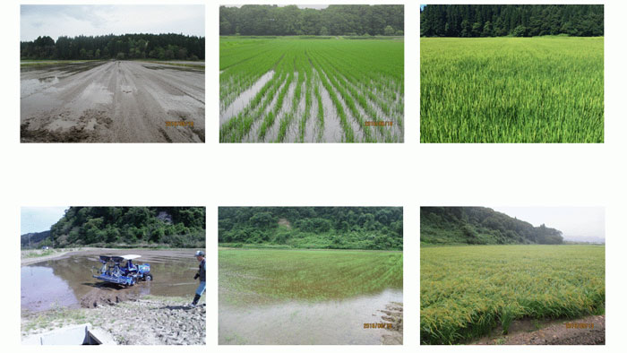 秋田県における無コーティング代かき同時播種水稲の生育推移（左から播種直後、播種1か月後、夏～秋の収穫前）