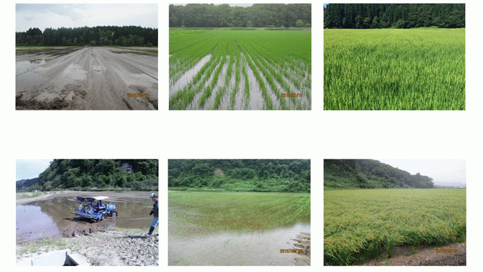 秋田県における無コーティング代かき同時播種水稲の生育推移（左から播種直後、播種1か月後、夏～秋の収穫前）