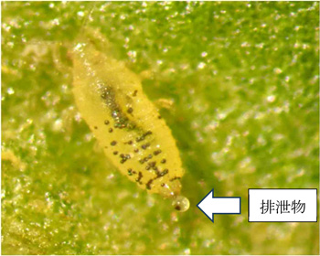 写真5：クリバネアザミウマ幼虫（提供：茨城県病害虫防除所）