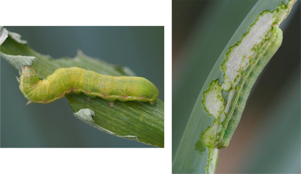 写真1：ねぎを食害するシロイチモジヨトウ幼虫（提供：広島県西部農業技術指導所）